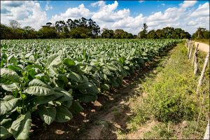 Tobacco field in Pinar Del Rio, Cuba